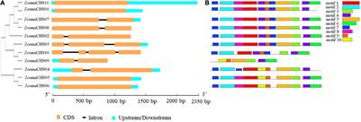 Phylogenetic Implications and Functional Disparity in the Chalcone synthase Gene Family of Common Seagrass Zostera marina